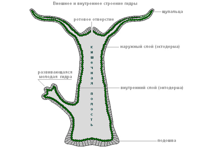 Кракен ворует аккаунты